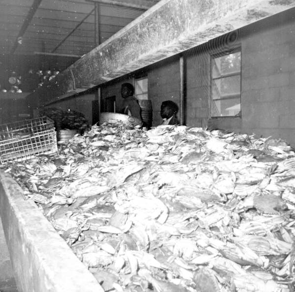 Barwick Brothers crab plant - Havana, Florida