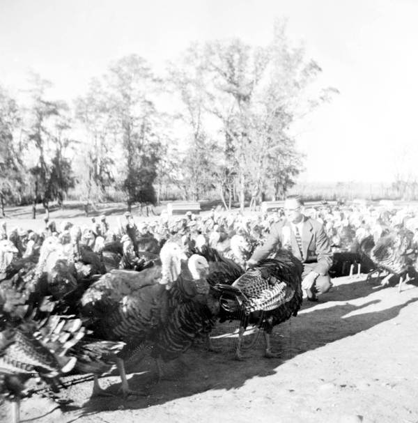 Norman F. Gandy at Tot's Tender Turkeys farm - Havana, Florida.