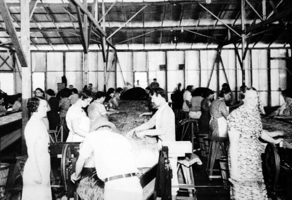 Inside a lima bean packing shed in Hawthorne