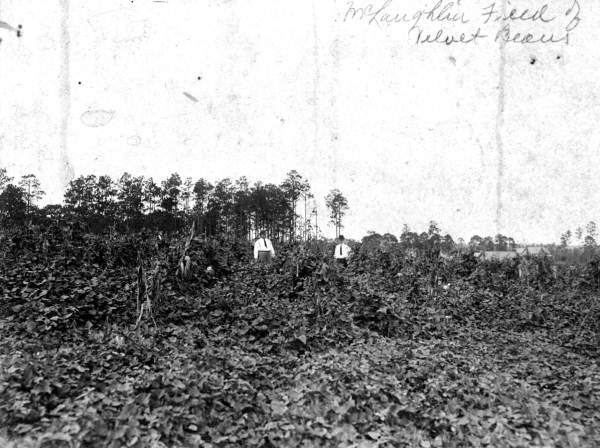 Field of beans : Bonifay, Florida