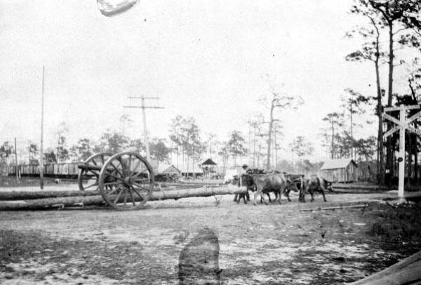 Oxen hauling logs : Saint Cloud, Florida