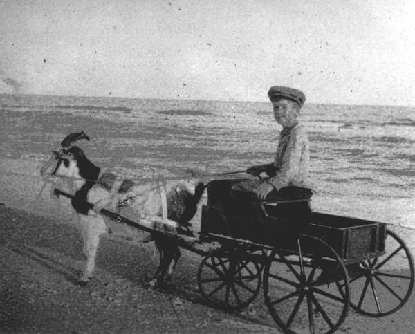 William C. Roberts sitting in a goat cart