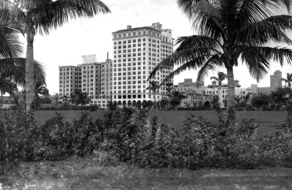 Hotels and palm trees