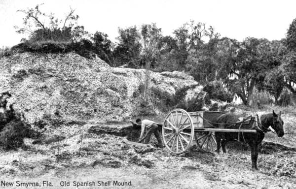 Shell mound : New Smyrna, Florida