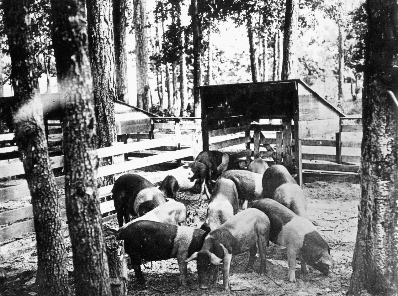 Some purebred Hampshires at stock farm.