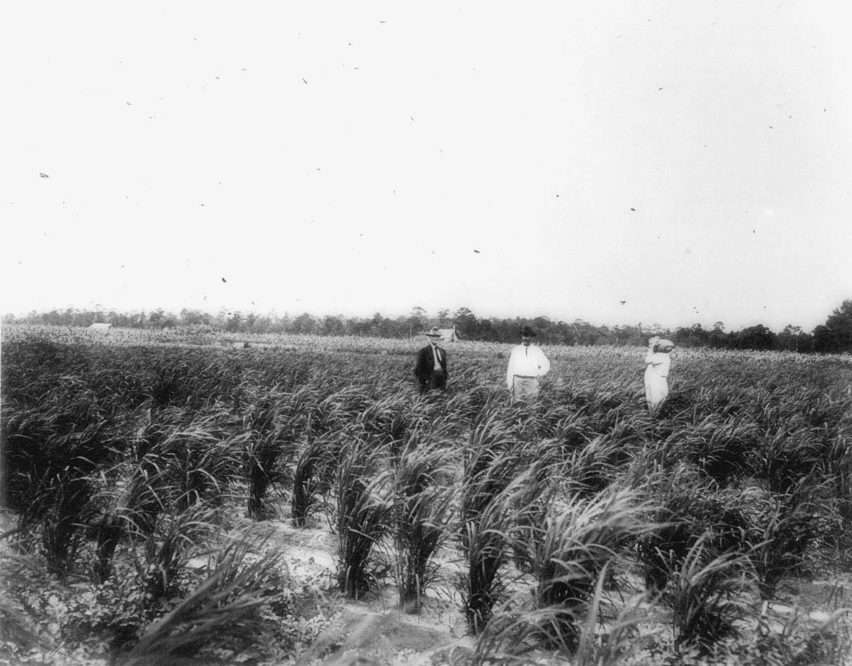 Rice and watermelon field at South Farm.