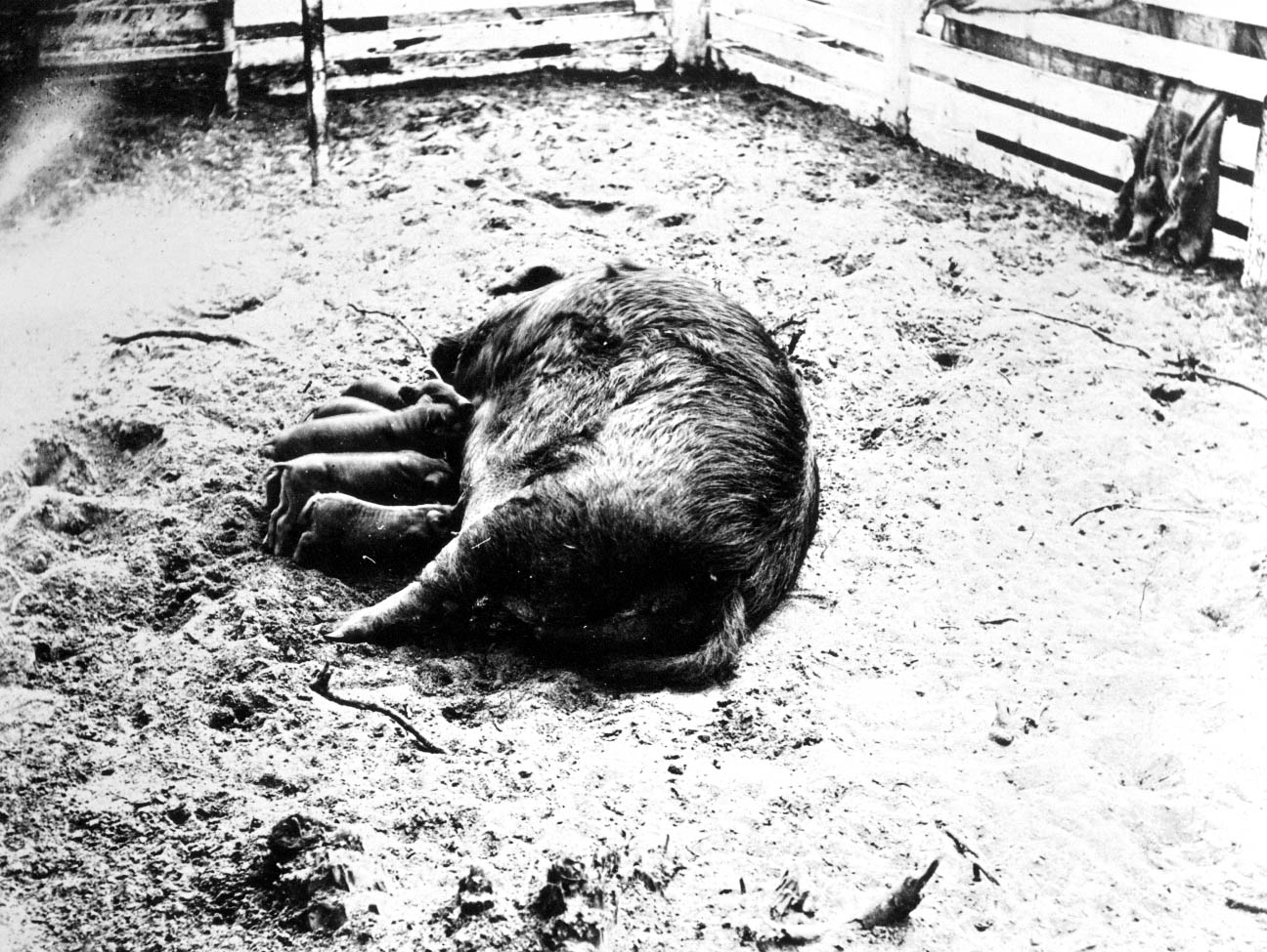 Sow with her piglets.