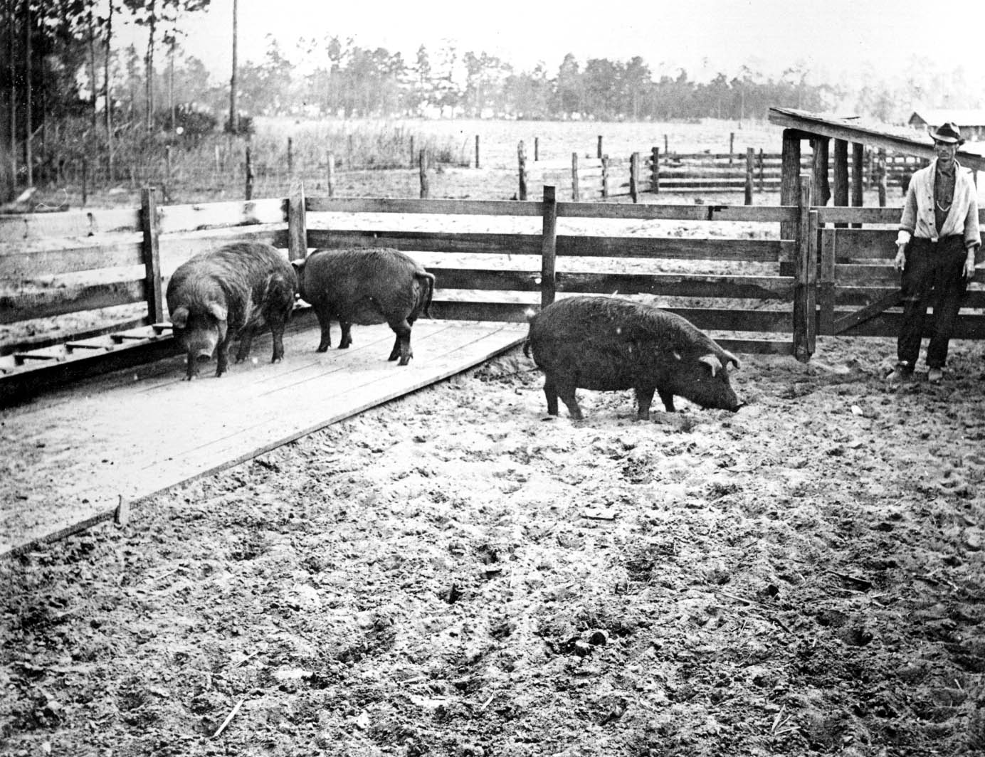 Pigs and pigsties.