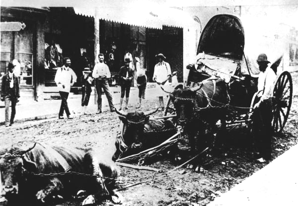 Covered wagon and ox team