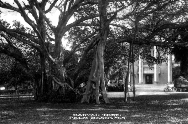 Banyan tree