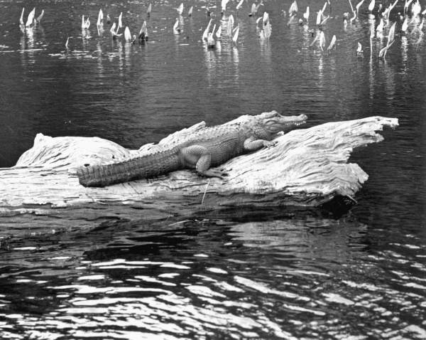 Alligator : Wakulla Springs, Florida