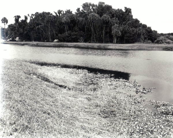 View of alligator : Myakka City, Florida