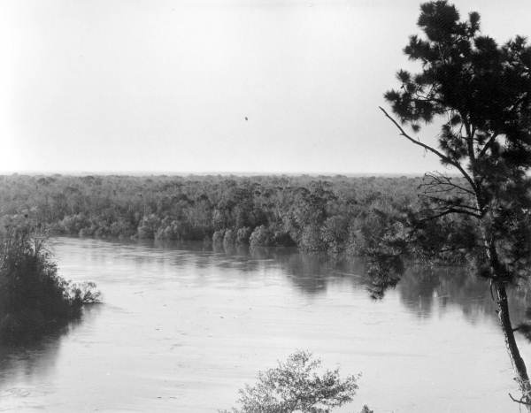 View of the Apalachicola River from Torreya State Park