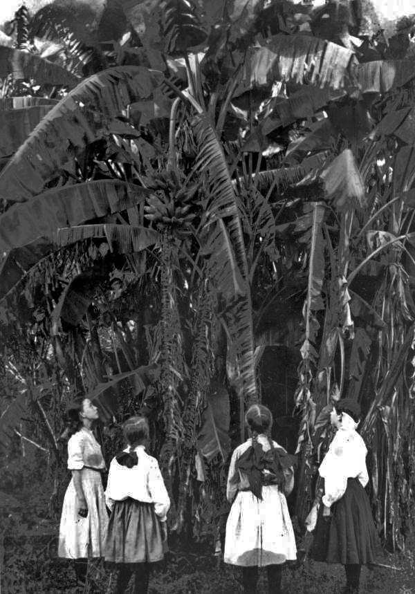 Girls looking at banana plants - Tallahassee, Florida.