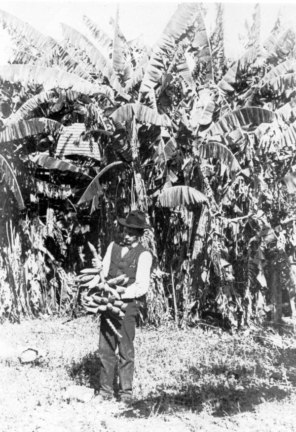Jesse L. Hays with bananas in yard of his home