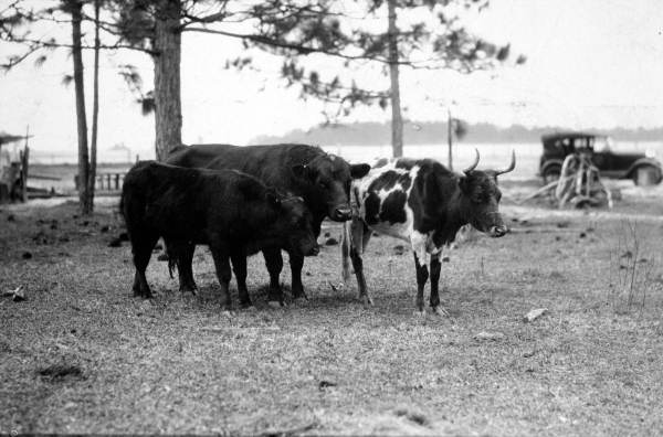 Cattle