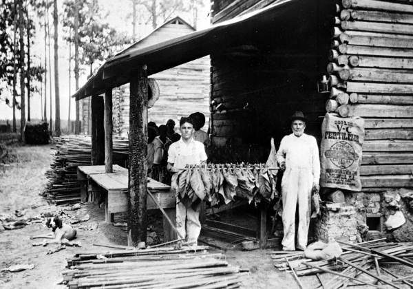 Thomas Littleton Brown's tobacco farm in Alachua