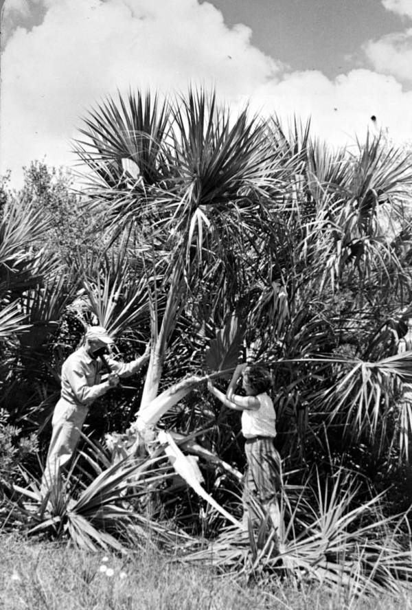 Harvesting palms.