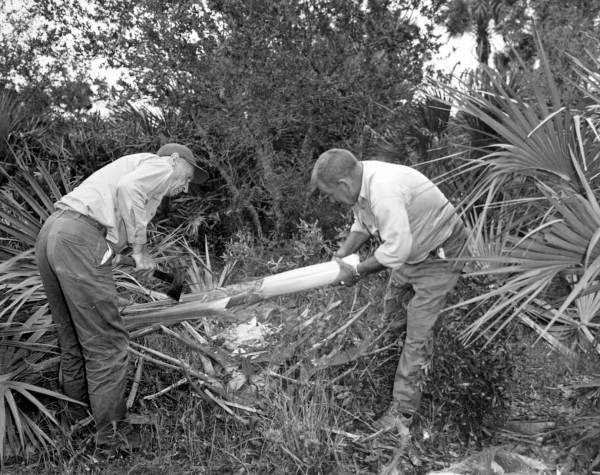 George L. Espenlaub and Ned Morin harvesting palm for swamp cabbage.