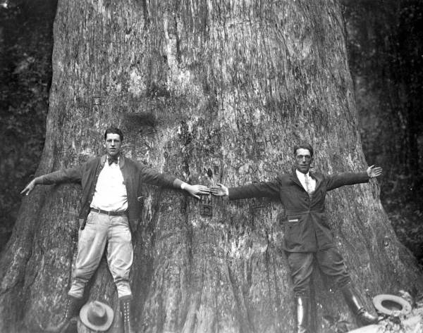 Men standing with outstretched arms in front of the historic "Senator" cypress tree.