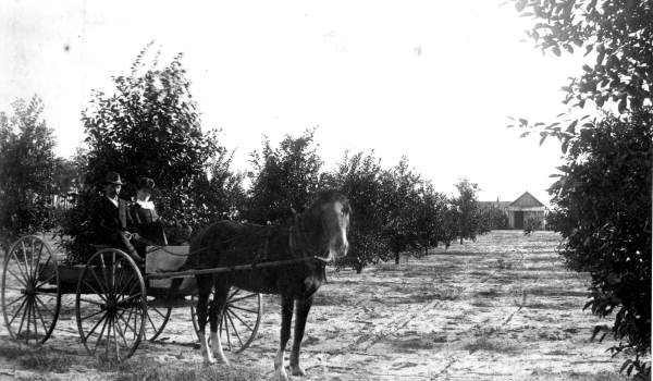 Couple with buggy in grove - Volusia County, Florida