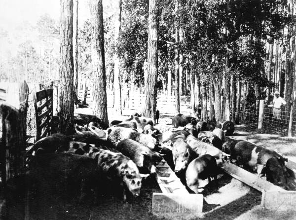 Grade hogs ready to market from South Farm - Okaloosa County, Florida