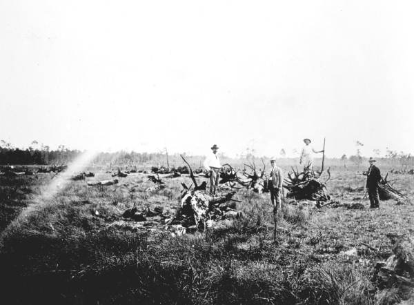Clearing land in South Farm - Okaloosa County, Florida