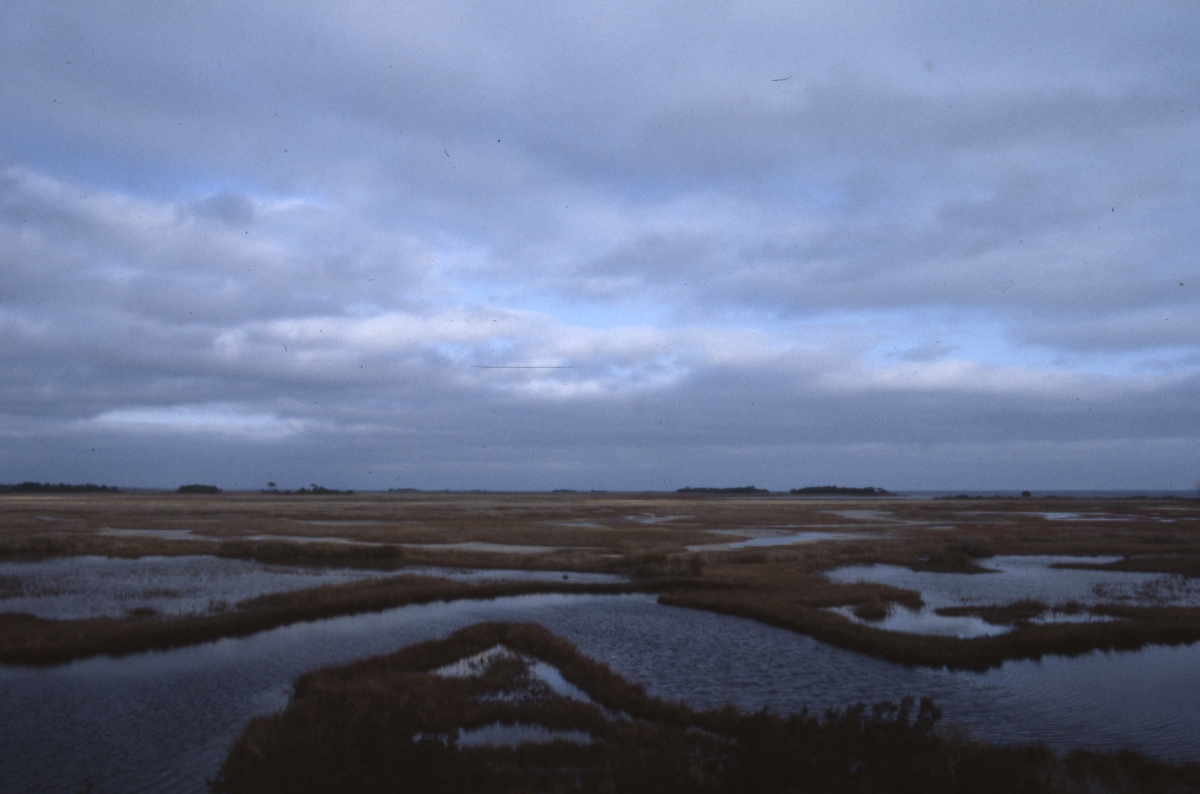 Salt marsh - Saint Marks, Florida