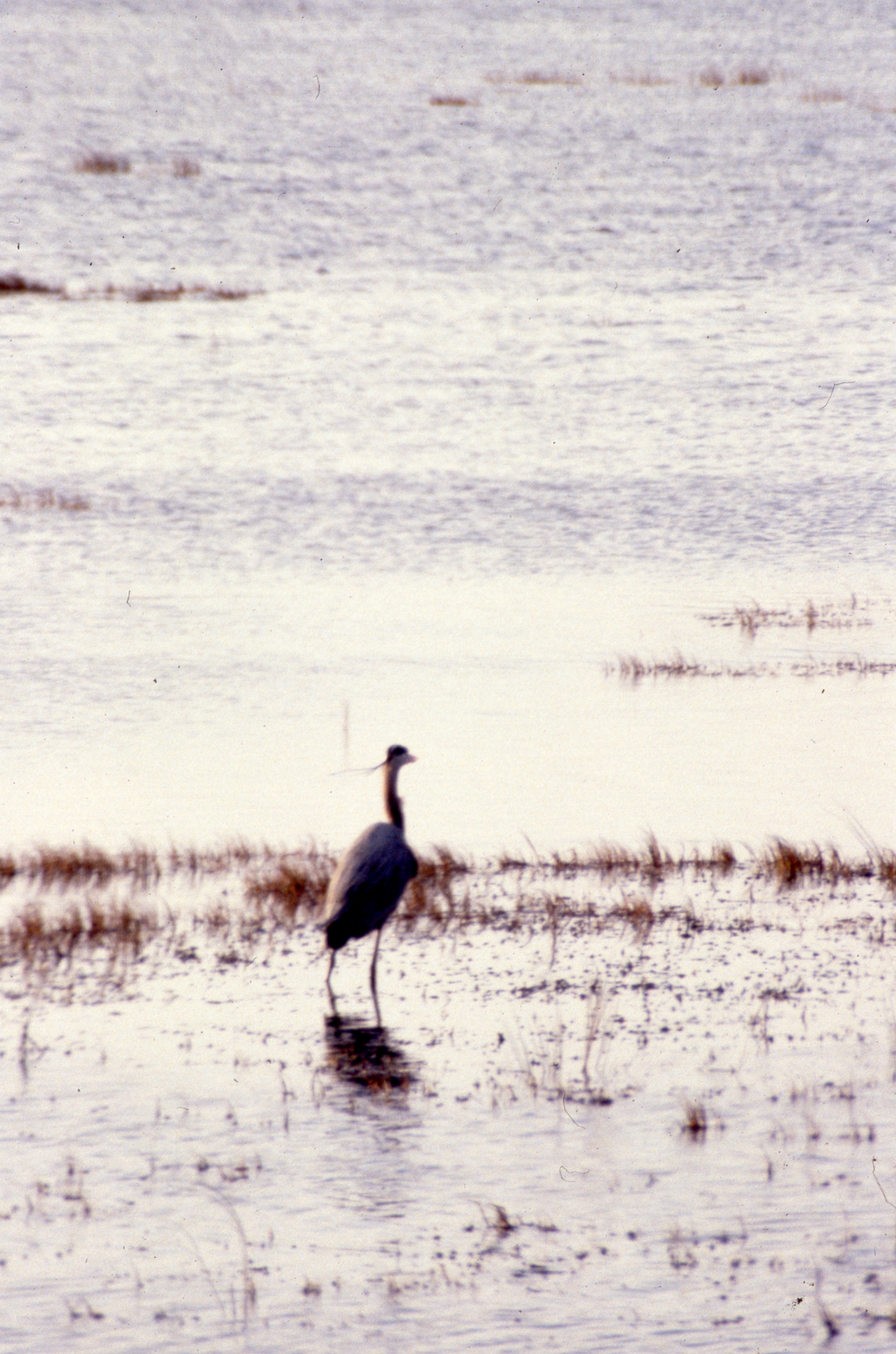 Great blue heron at the refuge - Saint Marks, Florida