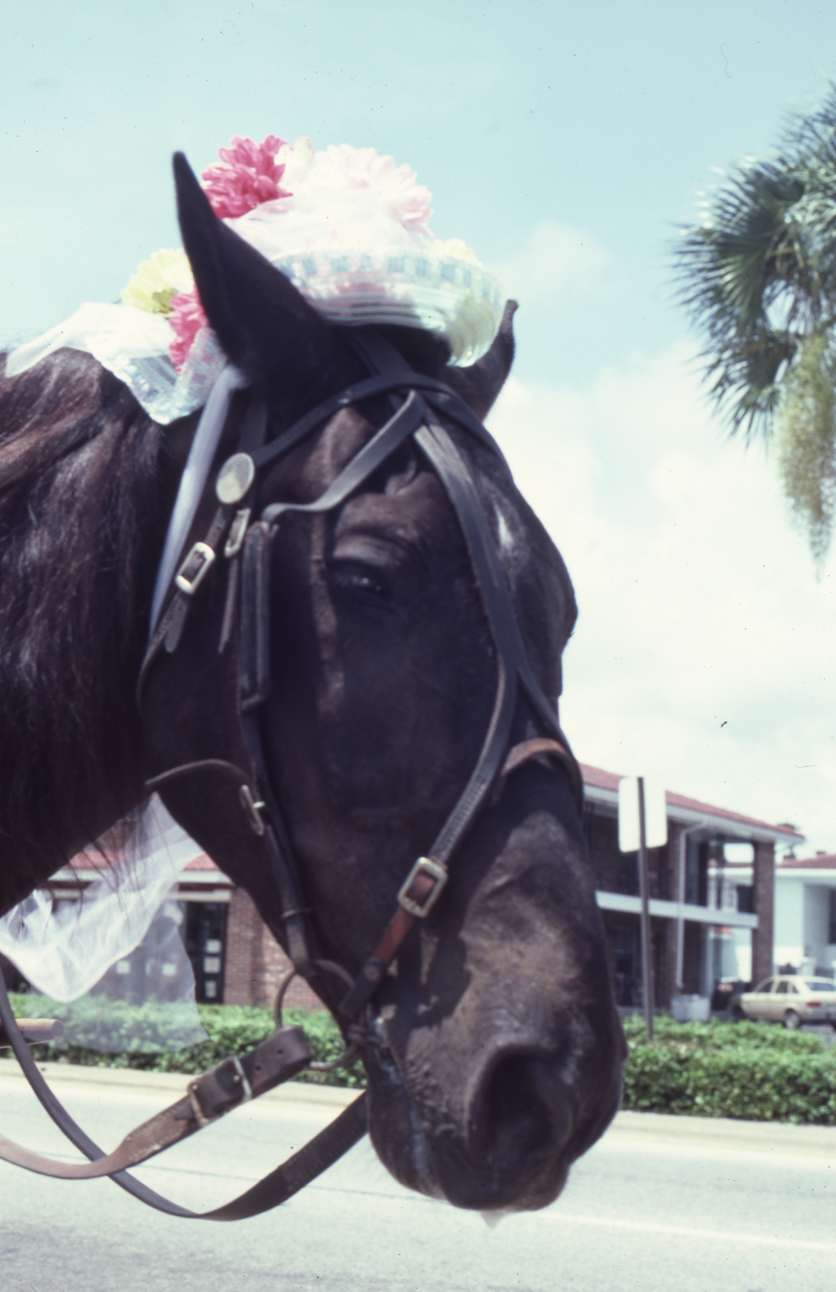 Bonnet-wearing horse working for Major Argett - Saint Augustine, Florida