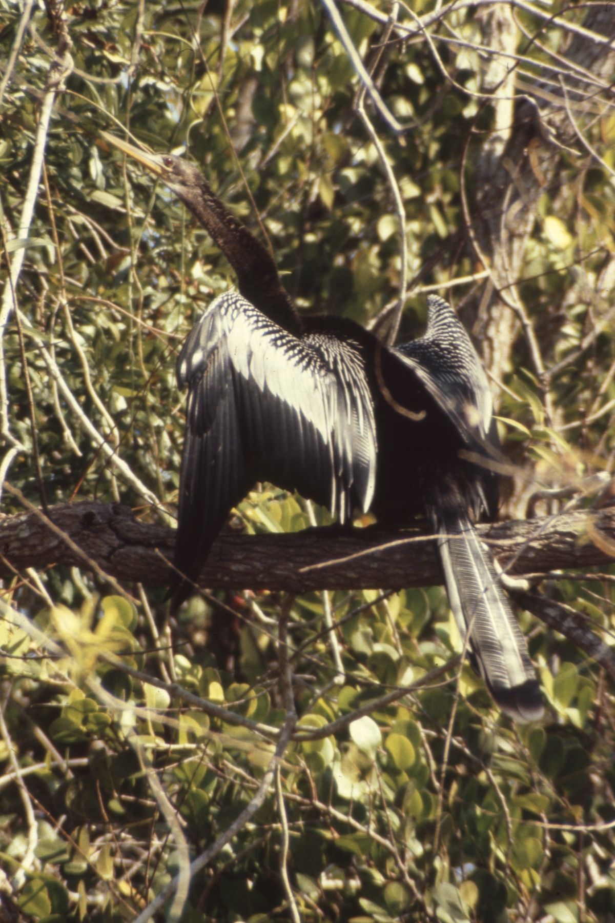 Anhinga bird at Shark Valley - Everglades National Park, Florida