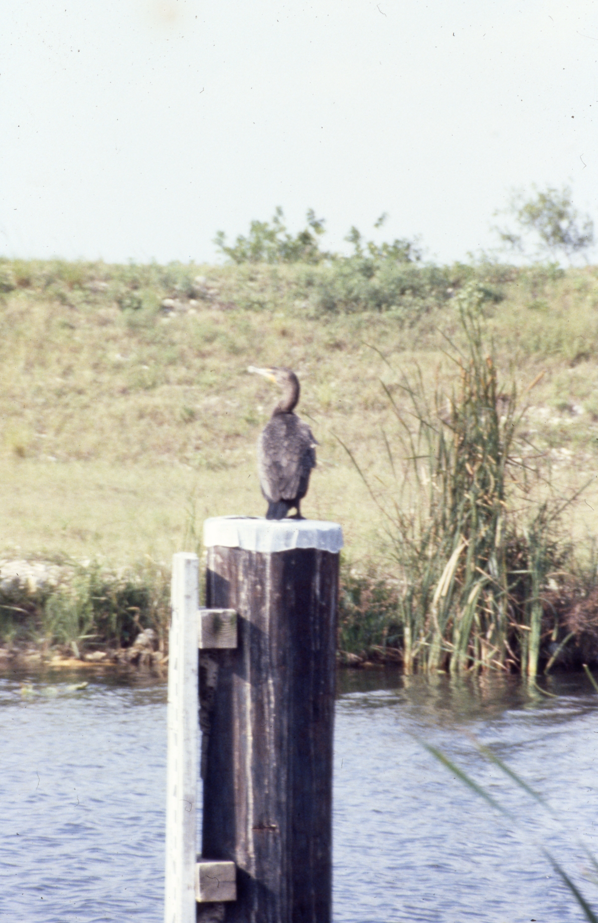Anhinga bird - Tamiami Trail, Florida