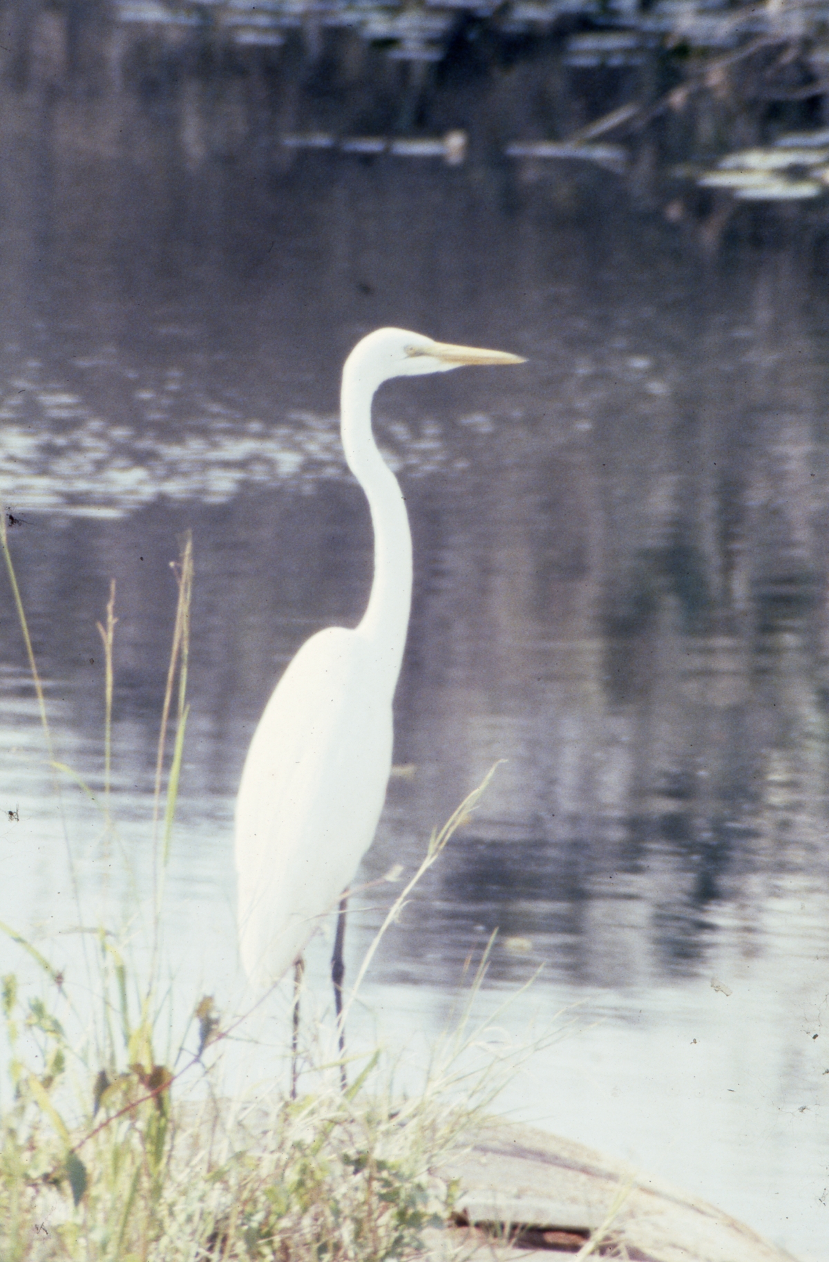 American egret at Shark Valley - Everglades National Park, Florida