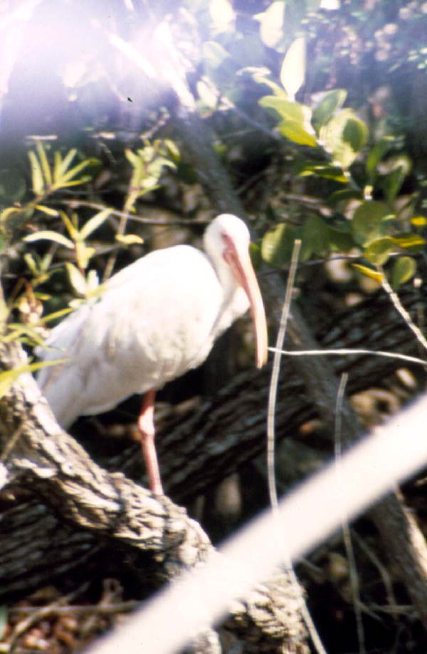 White ibis in Shark Valley at the park - Everglades National Park, Florida