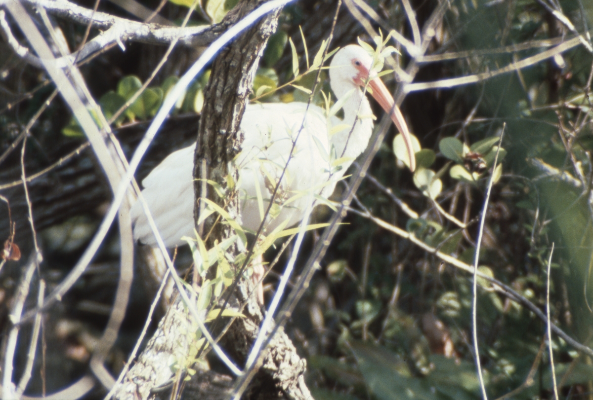 White ibis in Shark Valley at the park - Everglades National Park, Florida