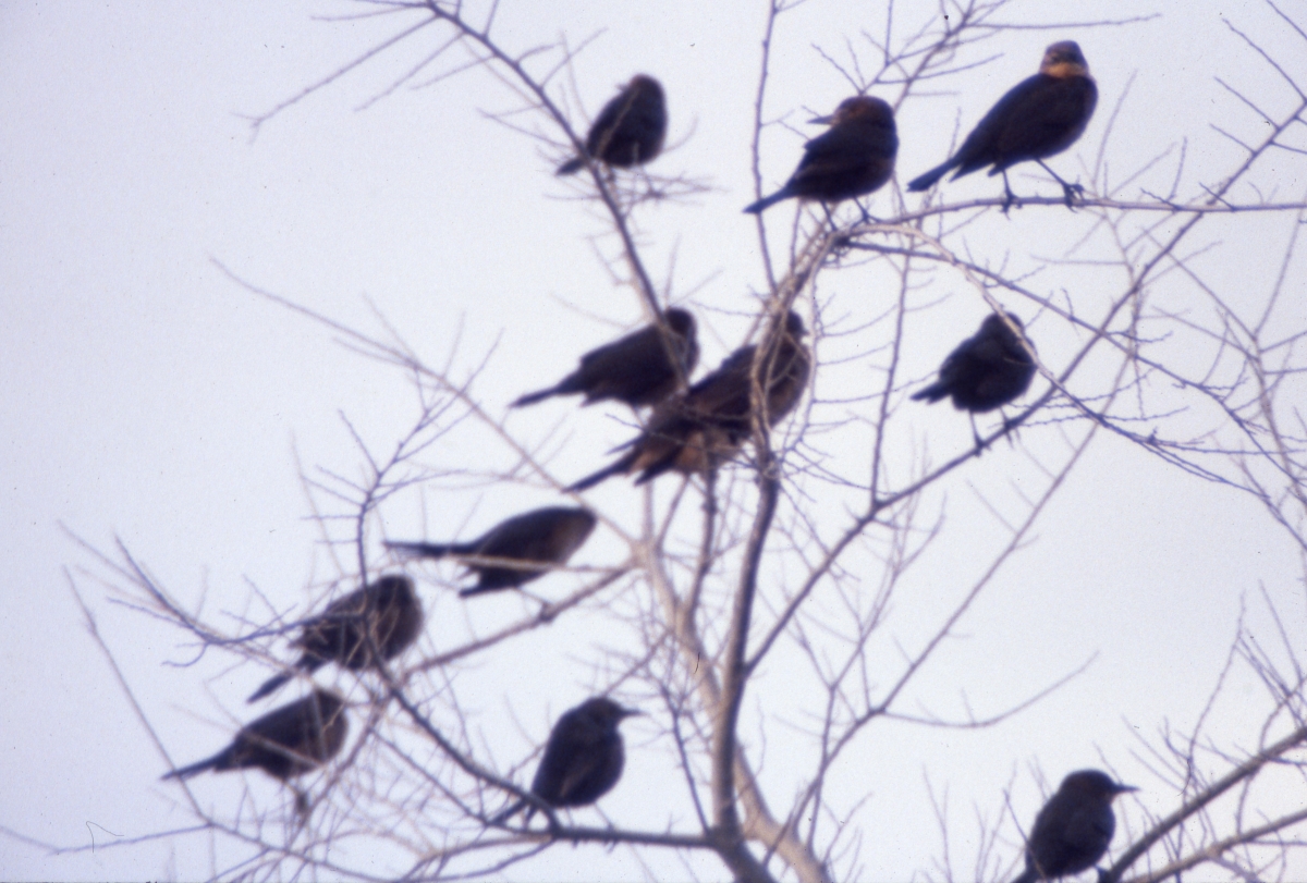Blackbirds in a tree at the Saint Marks National Wildlife Refuge