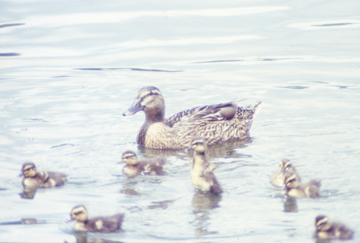 Mallard hen and ducklings at Lake Ella - Tallahassee, Florida