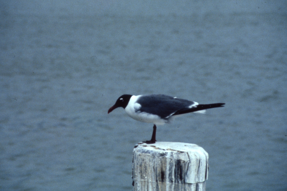 Laughing gull at the park - Everglades National Park, Florida