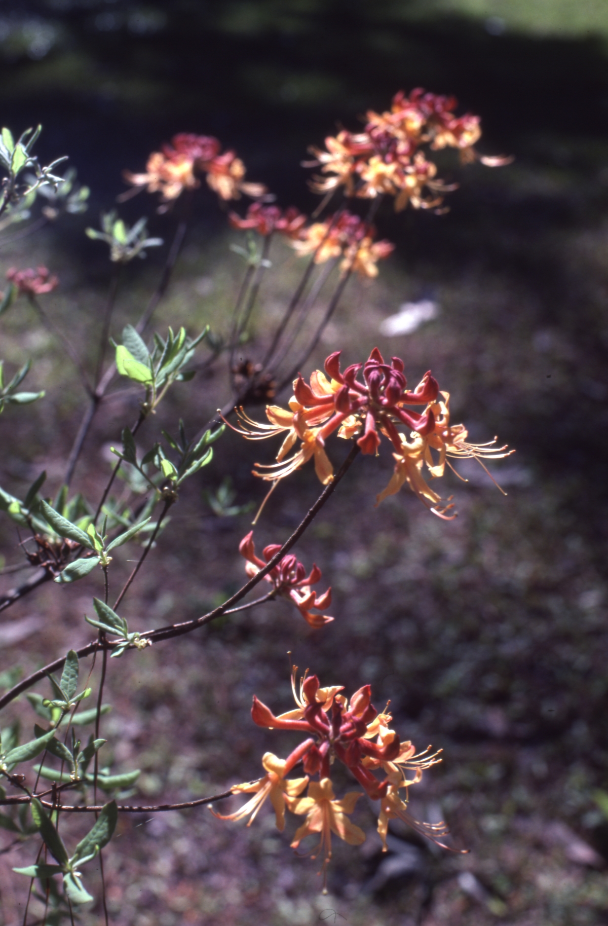 Wild azalea (Rhododendron Canescens) - Fort Gadsden, Florida