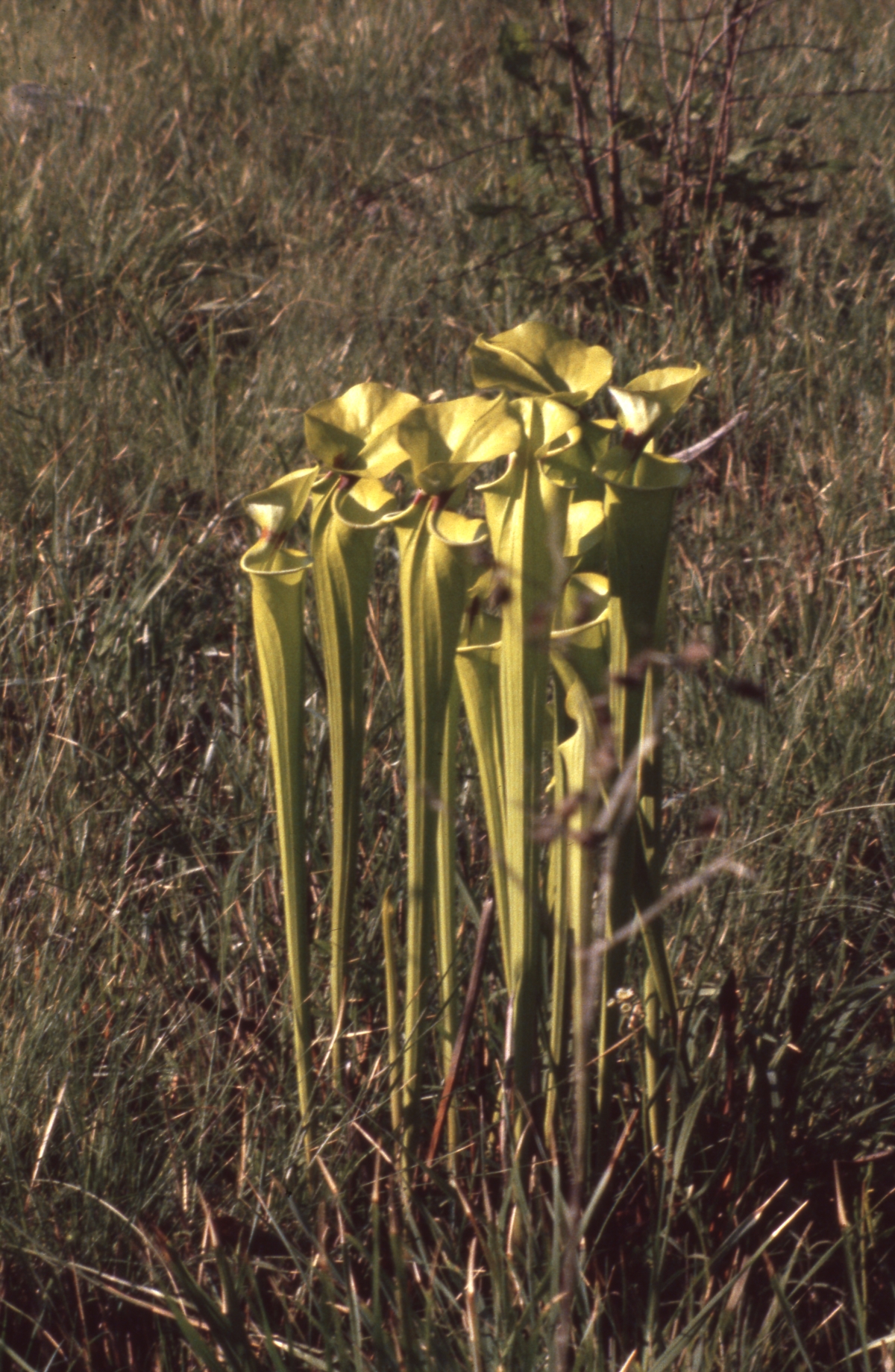 Group of pitcher plants by county road 379 - Liberty County, Florida