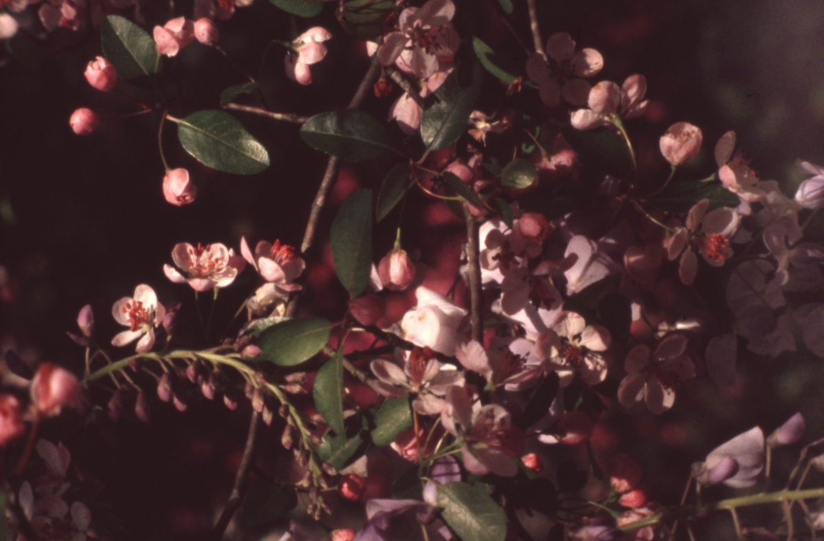 Flowering crabapple tree - Tallahassee, Florida