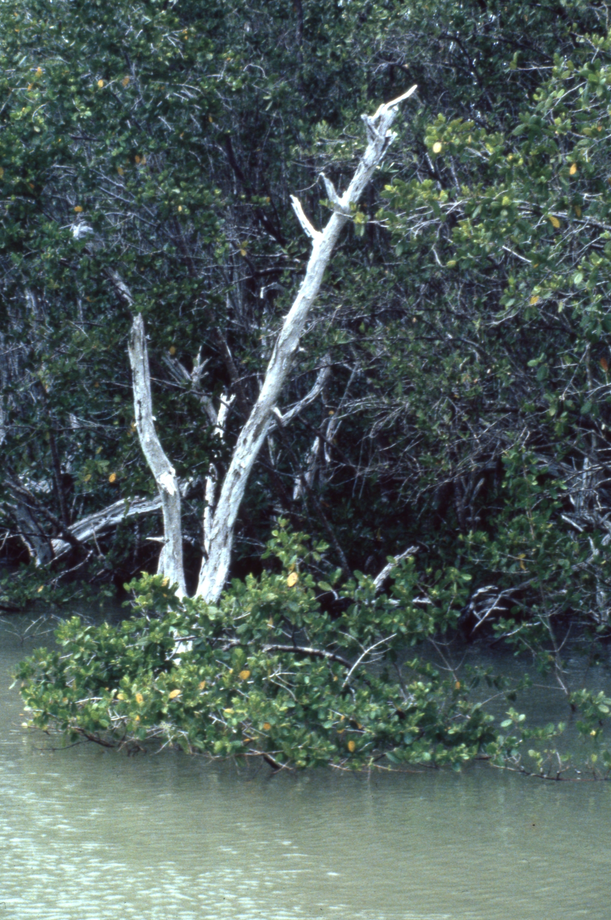Mangrove plants - Everglades National Park, Florida