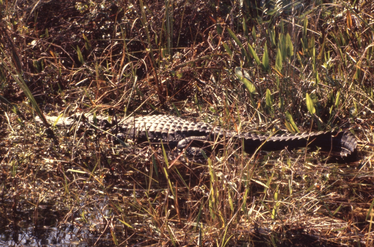 Alligator in Shark Valley - Everglades National Park, Florida