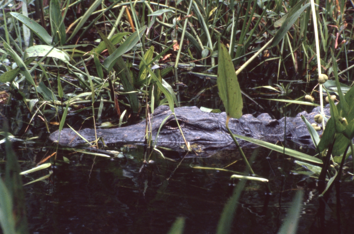 Alligator amidst the pickerelweed at Shark Valley - Everglades National Park, Florida