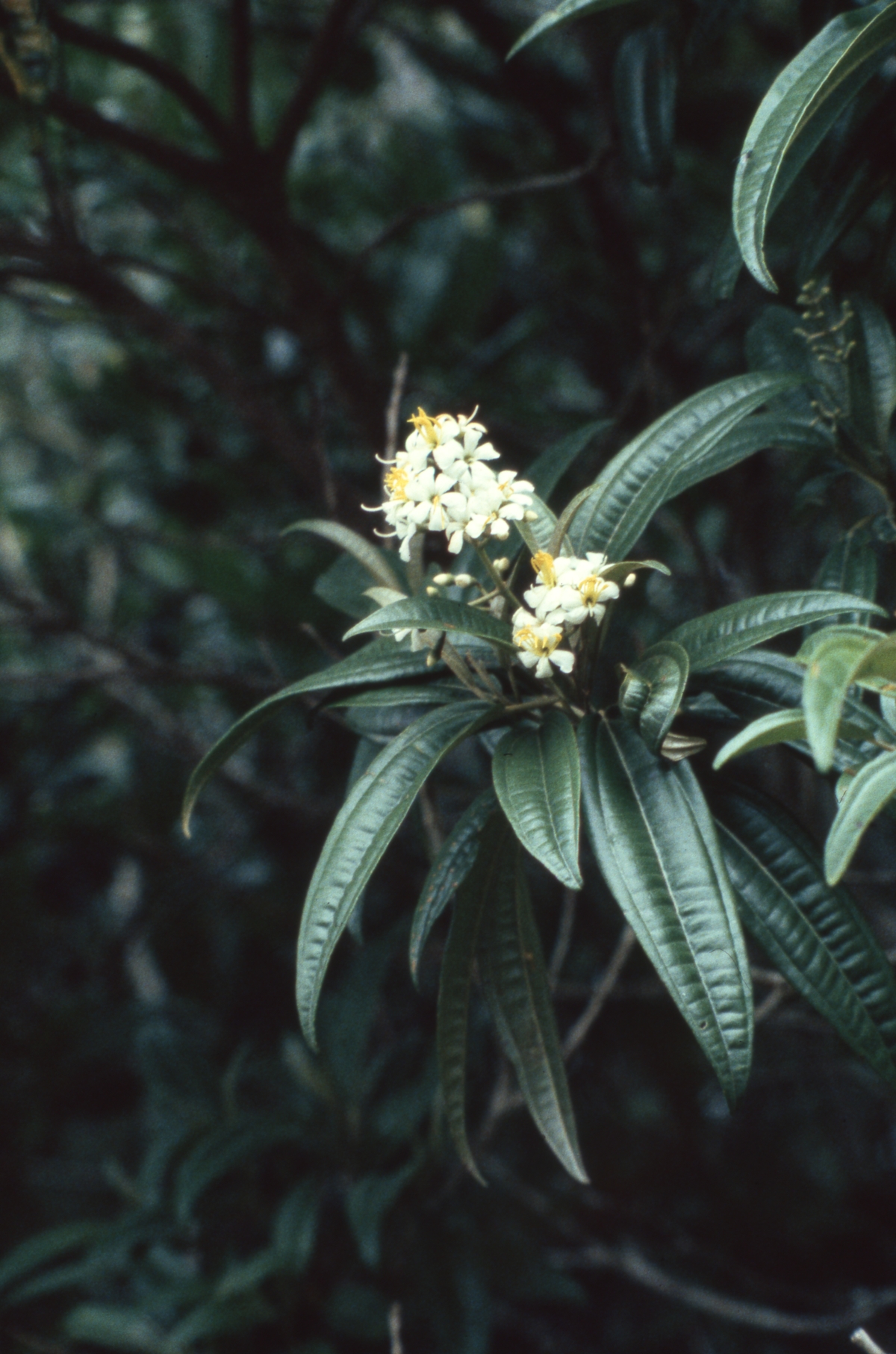 Tetrazygia - Everglades National Park, Florida