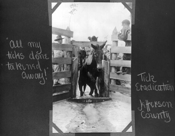 Mule leaving a tick eradication vat - Jefferson County, Florida