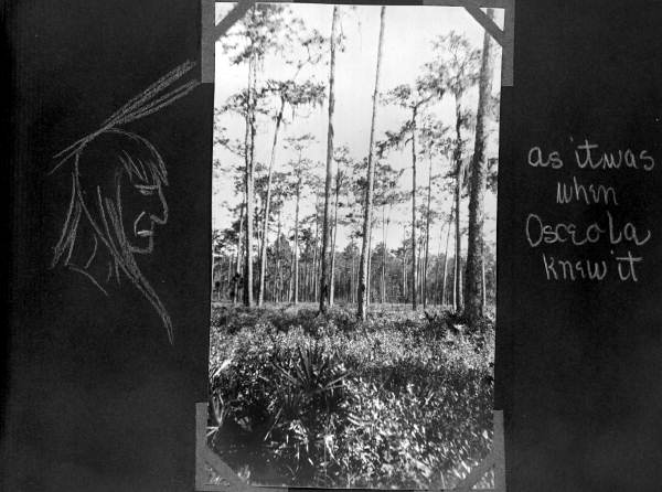 Pines and palmettoes - Taylor County, Florida