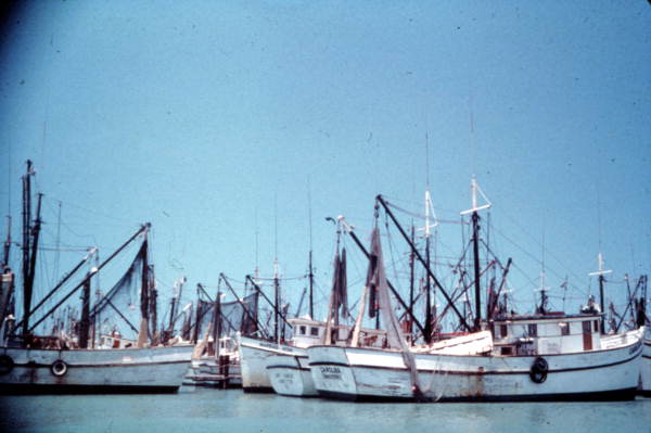 Fleet of shrimp boats docked in Key West - Key West, Florida.