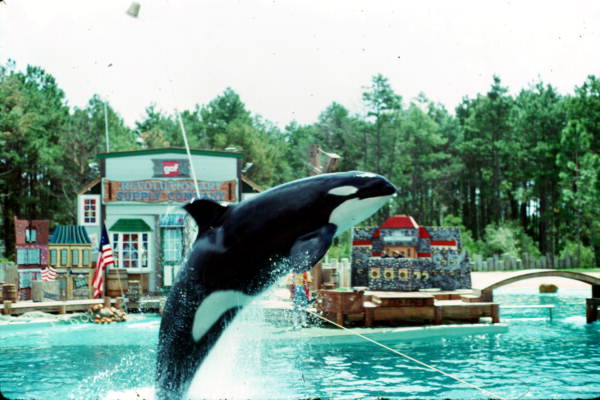 Killer whale leaps out of the water - Orlando, Florida .