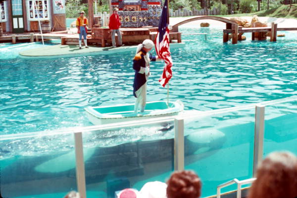 Killer whale moves a boat with the American flag across the water - Orlando, Florida .